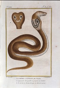 Çerçeve engerek veya Naja. Natüralist Georges Louis Leclerc, Count of Buffon (1707 - 1788) tarafından "" Works of Buffon"un Doğa Tarihinin bir ihanetinden alınan levha. 19. yüzyıl by Unknown artist