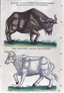 Bizon ve beyaz bizon Historiae animalium
