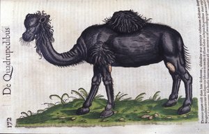 Hayvanların Tarihinden deve, Konrad Gesner, Tiguri by Unknown artist