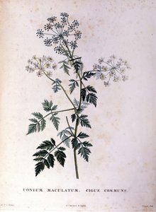 Ortak baldıran. 18. yüzyıl gravürü. by Unknown artist
