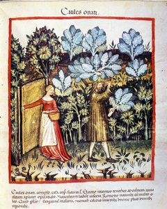 Bir sebze bahçesinde lahana çiçeği mahsulü. İlaç ve diyetetik sağımlarından aydınlatma “” Tacuinum sanitatis”” by Unknown artist