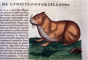 Historia animalium