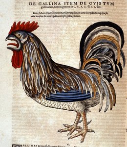 Conrad Gesner tarafından yazılan Historia Animalium
