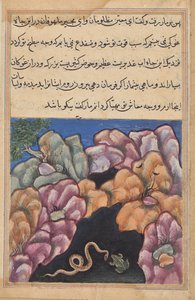 Yılan, bir Tuti-nama'dan (Bir Papağan Masalları) kurbağayla tartışır: Yirmi Altıncı Gece by Unknown artist
