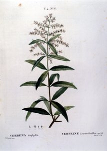 Verbena. 19. yüzyıl gravürü. by Unknown artist