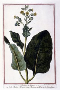 Tütün bitkisi (Nicotiana Minör). 18. yüzyıldan kalma bir herbaryumdan botanik tahta. by Unknown artist
