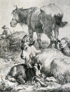 At, keçi, keçi ve koç - gravür by Unknown artist