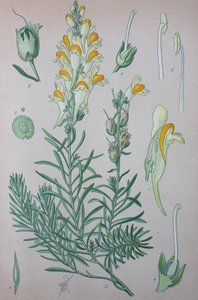Gerçek toadflax (Linaria), cinsin bitki türleri, Adi toadflax, Adi toadflax by Unknown artist