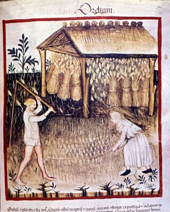 İki köylü arpayı geri alıyor. Arkada buğday çizmeleri bir barınak altında saklanır. İlaç ve diyetetik sağımlarından aydınlatma “” Tacuinum sanitatis”” by Unknown artist