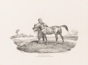 Yaşamdan ve Taştan Çeşitli Konular: Bir Arap Atı by Unknown artist