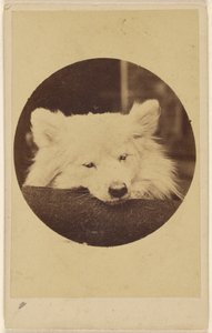 [Çenesi minderin üzerinde beyaz köpek] by Unknown artist