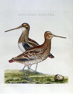 Çulluk ve yumurta (scolopax gallina) - gravür by Unknown artist