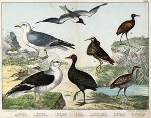a: Savaşçı (Machetes pugnax), b: Tavuk Gallinula chloropus), c: Rale des genetes (Crex pratensis), d: Jacana (Parra Jacana), e: Kara gözlü Martı (Hydrocolaeus ridibundus), f: Martı (Larus) marinus), g: Ringa Martı (Larus argentus) - “Doğal Tarihte by Unknown artist
