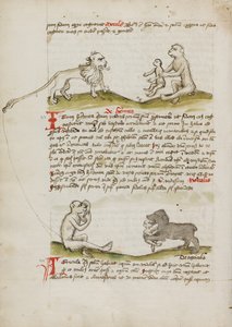 Maymun ve Yavrusu ile Bir Aslan; Bir Maymun; Yavru Maymunu Yiyen Bir Ayı
