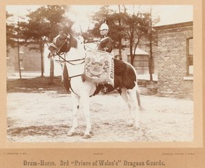 ?Drum-horse, 3. Galler Prensi?nin Ejderha Muhafızları?, 1895 dolayları by Unknown photographer