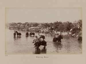 Delhi Egzersiz Kampı sırasında atlarını sulayan Hintli süvariler by Unknown photographer
