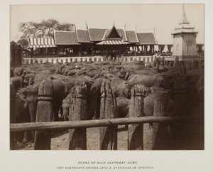 Fotoğraf albümündeki fotoğraf by Unknown photographer