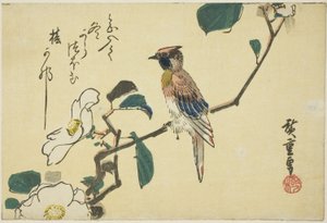 Kamelya dalı üzerinde siyah enseli sarı sarımsağı by Utagawa Hiroshige