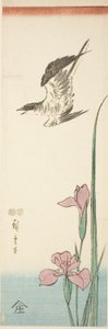 guguk kuşu ve iris by Utagawa Hiroshige