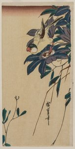 Grosbeak ve Clematis by Utagawa Hiroshige