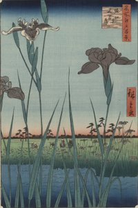 Edo