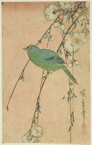 Japon beyaz göz ve ağlayan kiraz by Utagawa Hiroshige