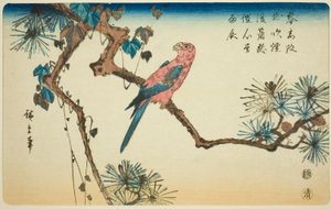 Çam dalı üzerinde Amerika papağanı by Utagawa Hiroshige
