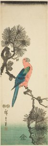 Çam dalı üzerinde Amerika papağanı by Utagawa Hiroshige