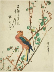 erik ağacı üzerinde papağan by Utagawa Hiroshige