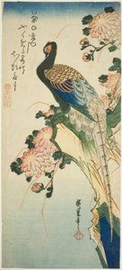 Sülün ve krizantem by Utagawa Hiroshige