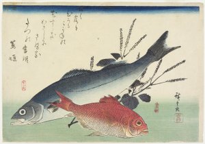 Red Snapper, Levrek ve Perilla, c. 1840