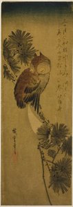 Küçük boynuzlu baykuş, çam ve hilal by Utagawa Hiroshige