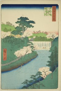 Oji