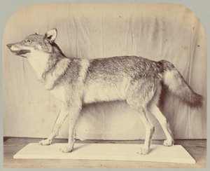 Pl. XII. avrupa kurt by Victor Prevost, Gaston L. Feuardent and Co., New York