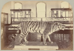Pl. XI. Bengal kaplanı