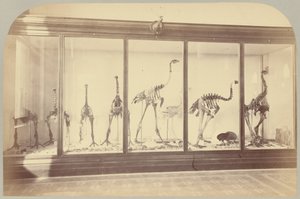 Pl. XV. Fosil Kuşlar: Yeni Zelanda by Victor Prevost, Gaston L. Feuardent and Co., New York