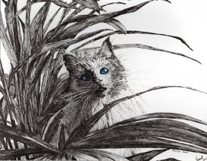 Monty bitkisi, 2015, (kağıt üzerine mürekkep) by Vincent Alexander Booth
