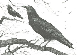 Gözlemciler, 2011 by Vincent Alexander Booth
