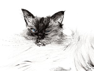 Uykulu göz, 2015, (kağıt üzerine mürekkep) by Vincent Alexander Booth