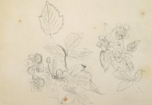 Recto: Çiçek Çalışması, 1869-1871 by Vincent Colyer