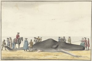 Zandvoort ve Wijk aan Zee arasındaki sahilde yıkanmış ispermeçet balinası (cachelot), 20 Şubat 1762, önden bakıldığında