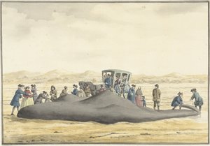 Zandvoort ve Wijk aan Zee arasındaki sahile vuran sperm balinası, 20 Şubat 1762, arkadan görülüyor