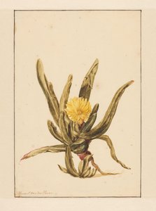 Sarı çiçekli Icewort (nesnedeki başlık)