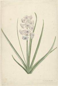 Beyaz-açık mavi sümbül by Vincent Jansz. van der Vinne