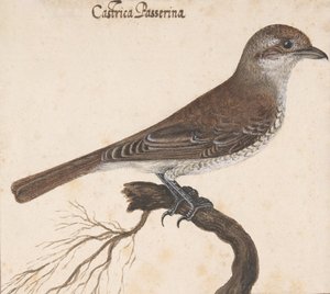 Castrica Passerina, by Vincenzo Leonardi