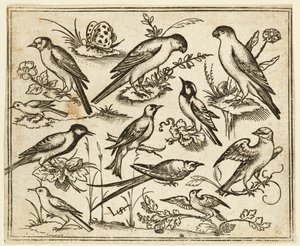 Çiçekli yapraklar ve küçük dallar üzerinde oturan on bir kuş..., 1557.