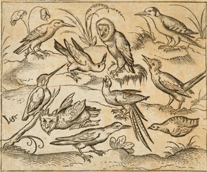 Douce Ornament Prints Albüm I