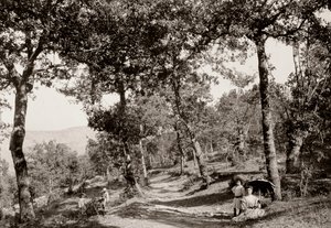 Walk through the forest (b/w photo) by Vittorio Alinari