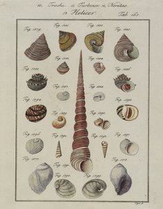 Deniz Kabukları: Neues Systematisches Conchylien-Cabinet, 1784