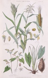 Darı, Mısır, Karabuğday ve Taro, William Rhind 1797-1874 tarafından Sebze Krallığının Tarihinden bir çizim, 1872 renkli gravür by W.H. Fitch